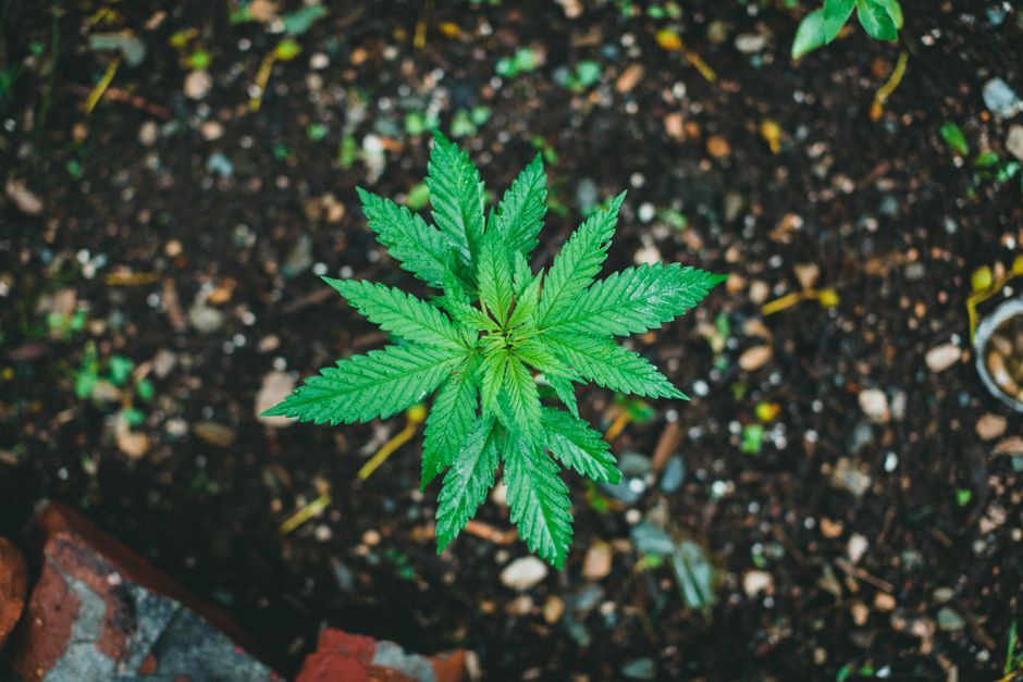 7 Fertilizing Tips and Tricks for Thriving Plants Without the Guesswork