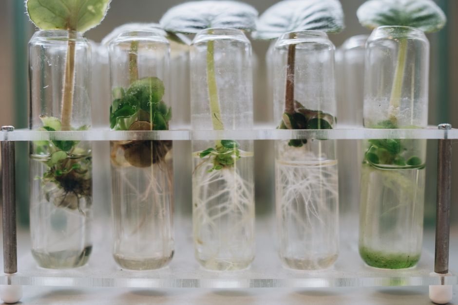 Why Hydroponic Roots Behave Differently When Plants Shift From Vegetative Growth to Flowering