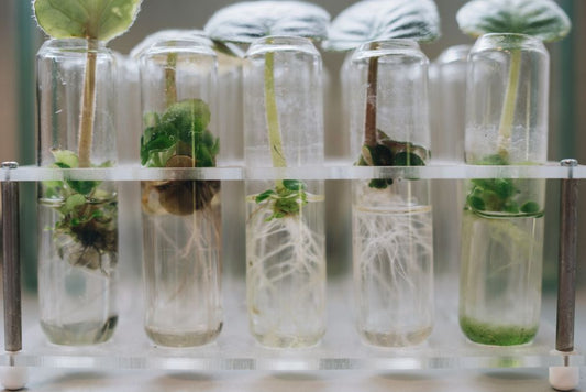 Why Hydroponic Roots Behave Differently When Plants Shift From Vegetative Growth to Flowering