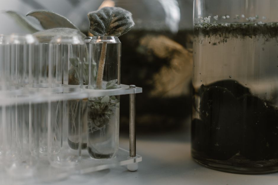 Hydroponics for Beginners: Why Your First System Is Failing and How to Fix It