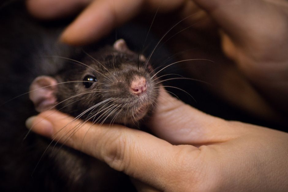 Bedding Choices and Cooperative Care: How Handling Comfort Shapes Small-Pet Husbandry
