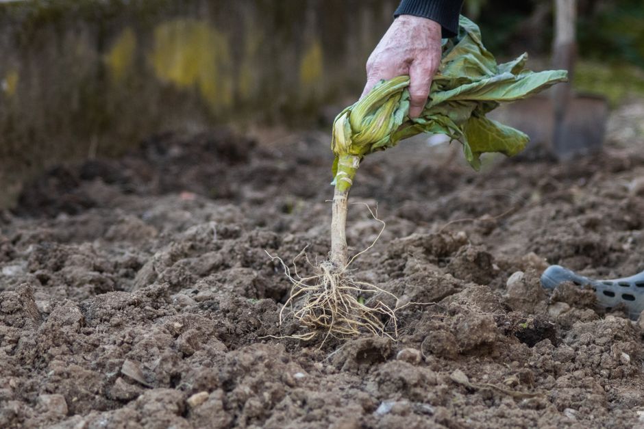 Crop Rotation in a Small Home Garden: How Light Competition and Root-Zone Pathogens Actually Shape Rotation Value