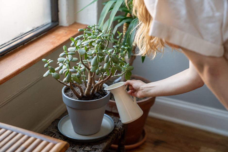 Do Houseplants Need a Soil Moisture Meter, or Can You Just Read the Pot?