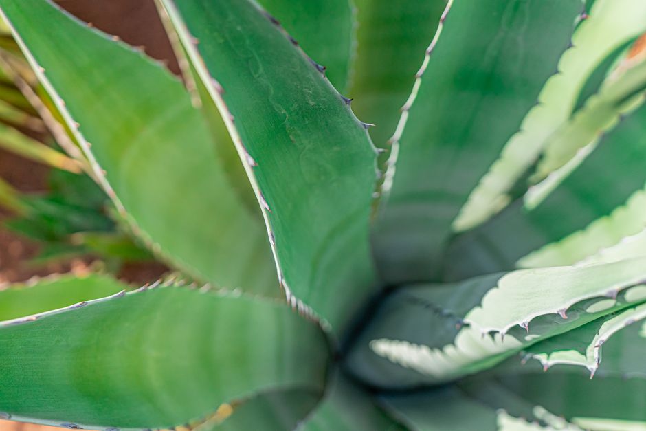 Why Your Aloe Vera Is Turning Brown: A Low-Maintenance Care Guide
