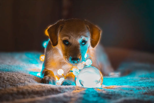 When a Pet Moves In: Reading the First Quiet Signals During Household Transitions
