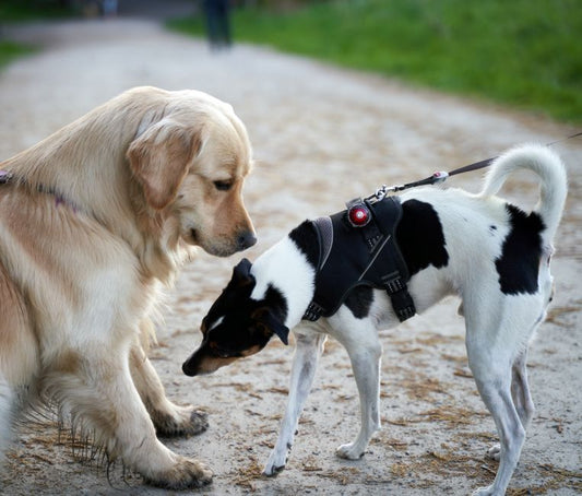 Walk Interruptions: Why Dogs Stop Mid-Walk and What Each Reason Changes