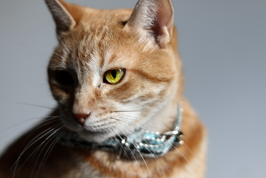 Is a Flea and Tick Collar Enough? Building a Safe Emergency Preparedness Plan for Your Pet