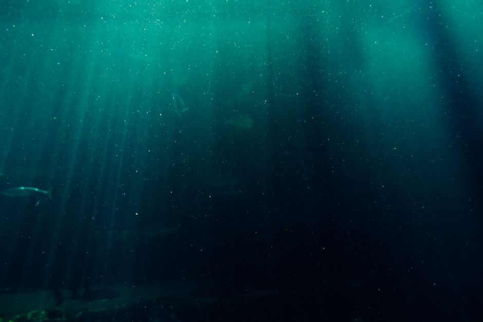 Warm Water, Thin Air: Why Aquarium Temperature and Oxygen Are Not the Same Problem