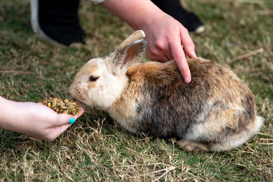 How to Transition a Picky Rabbit from Pellets to Fresh Greens Safely