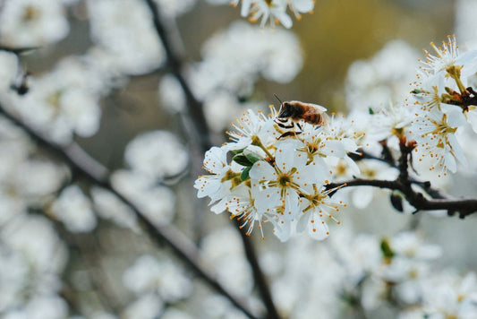 Fungus Gnats and the Pollination Gap: Why Flowering Plants Still Fail to Set Fruit