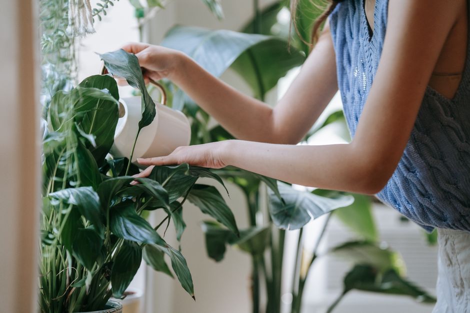 The Complete Peace Lily Care Guide: Watering, Light, and Troubleshooting