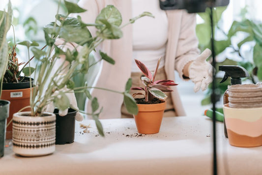 Seasonal Grow Light Guide: Adjusting Indoor Plant Lighting Through the Year