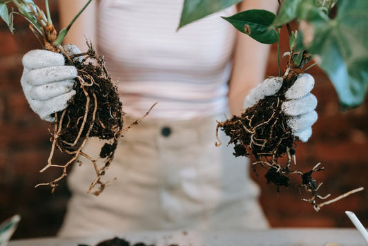 Photoperiod vs. Root Stress: Why a Plant Can Look Wrong at the Wrong Time of Year