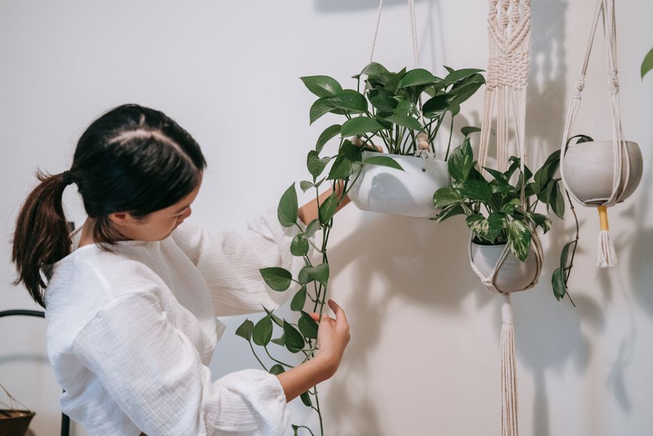 How to Save a Overwatered Pothos Plant: Step-by-Step Rescue and Recovery Guide