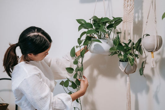 How to Save a Overwatered Pothos Plant: Step-by-Step Rescue and Recovery Guide