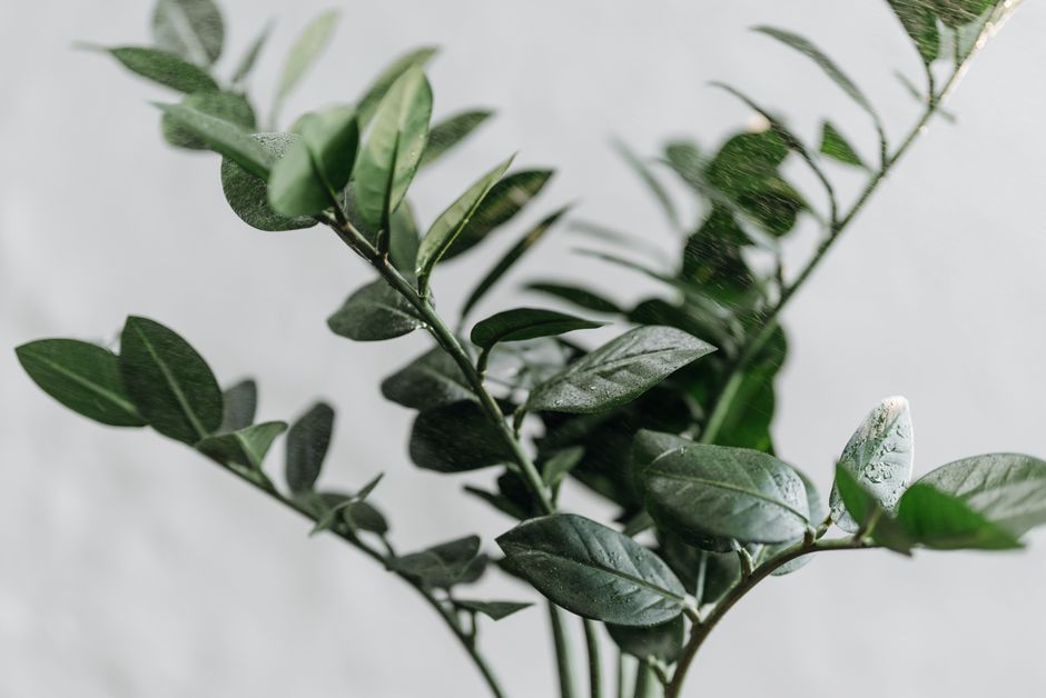Why ZZ Plant Rhizomes Change What You Should Do Before You Water