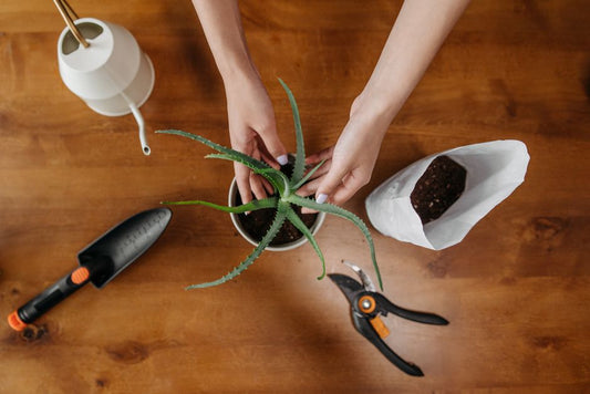The Essential Aloe Vera Care Toolkit: Must-Have Tools for Thriving Plants