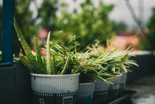 Repotting Without a Yard: A Complete Guide to Container Plant Care