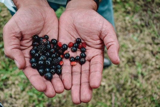 How to Keep Berries Fresh for Up to Two Weeks Using Proper Storage Techniques