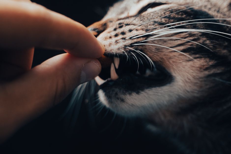Scheduled Feeding vs. Free-Feeding: What Routine Care for Ears, Eyes, Paws, and Nails Can Teach You About Reading Your Pet's Daily Patterns