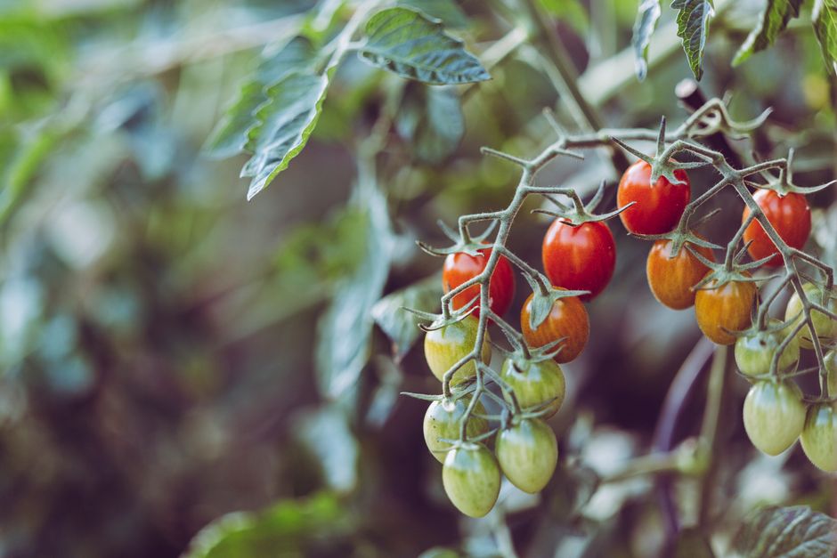 How to Grow Prize-Winning Tomatoes on a Shoestring Budget: The Complete Practical Guide