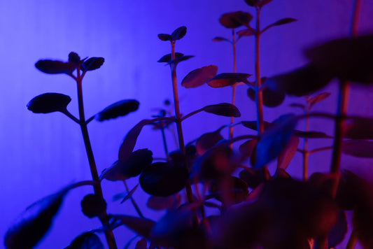 Transpiration and Growth Stage: Why Flowering Plants Drink Differently Than Leafy Ones