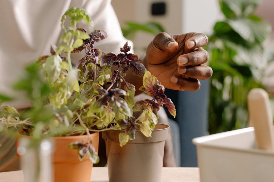How to Prevent and Treat Whitefly Infestations on Indoor Herbs
