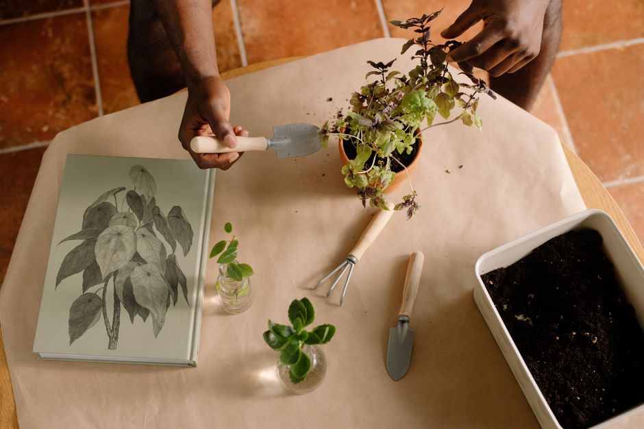 The Complete Seasonal Guide to Plant Propagation: When and How to Multiply Your Garden