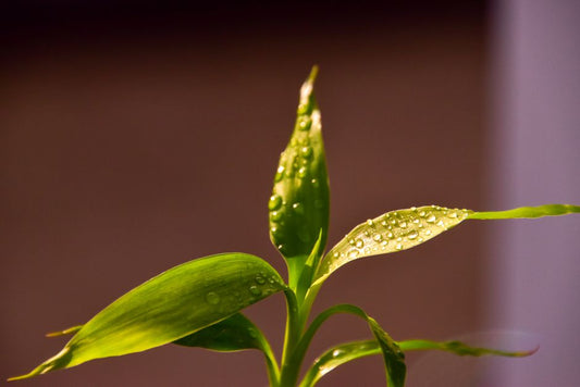 Why Bright Light Can Outrun a Plant's Ability to Take Up Water