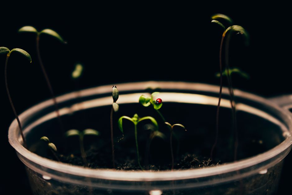 Hardening Off Seedlings: Why Light Acclimation Matters More Than the Calendar