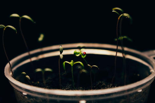Hardening Off Seedlings: Why Light Acclimation Matters More Than the Calendar