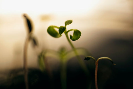 Why Seedlings Stretch: Transpiration, Light, and the Real Cause of Leggy Growth