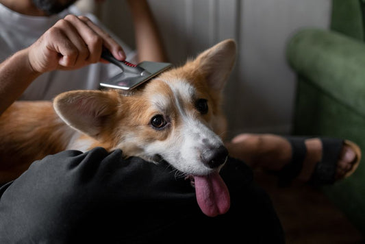 Gentle Grooming and Calm Routines for Anxious Pets