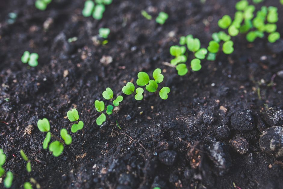 Why Fertilizing Damping-Off Seedlings Makes It Worse