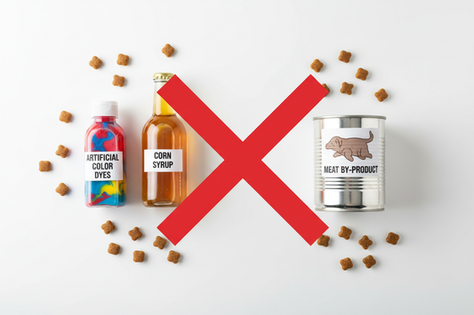 What Ingredients to Avoid in Dog Food (And Why They Matter)